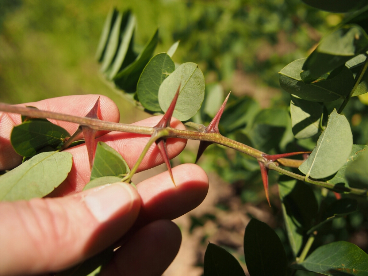 wp-1438192326030 image