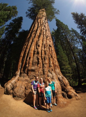 Sequoia NP